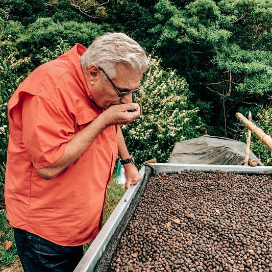 PANAMA - ALTIERI ESTATE ROLA - CATUAI - NATURAL - 100G